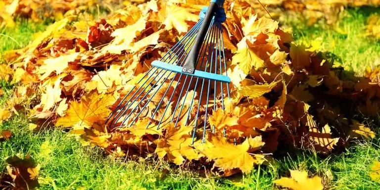 Leaf Removal